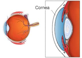 Cornea Diagram